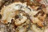 Polished Petrified Wood (Araucaria) Round - Madagascar #139780-1